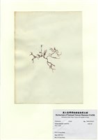 藏品(長枝沙菜)的圖片